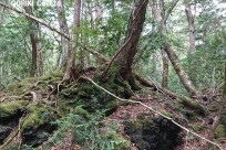 樹海ネイチャーツアー