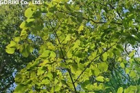 樹海ネイチャーツアー