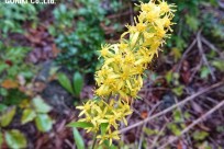 樹海ネイチャーツアー