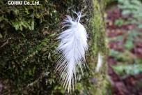 樹海ネイチャーツアー