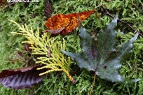 樹海ネイチャーツアー