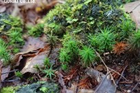 樹海ネイチャーツアー