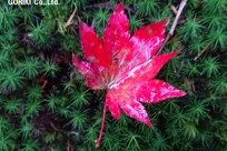 樹海ネイチャーツアー