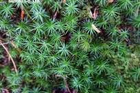 樹海ネイチャーツアー