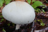 樹海ネイチャーツアー