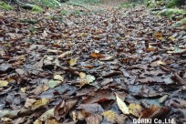 樹海ネイチャーツアー