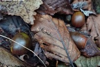 樹海ネイチャーツアー