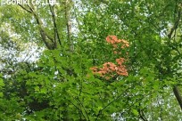 樹海ネイチャーツアー