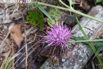 樹海ネイチャーツアー