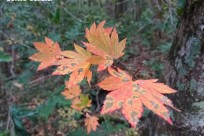 樹海ネイチャーツアー
