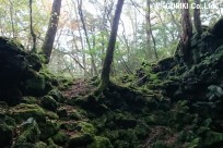 樹海ネイチャーツアー