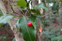 樹海ネイチャーツアー