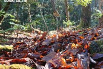 樹海ネイチャーツアー