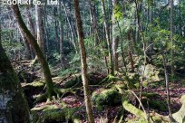 樹海ネイチャーツアー