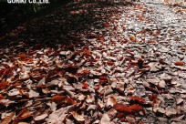 樹海ネイチャーツアー