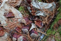 樹海ネイチャーツアー