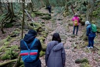 樹海ネイチャーツアー