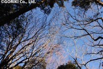 樹海ネイチャーツアー