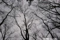 樹海ネイチャーツアー