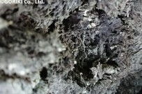 樹海ネイチャーツアー