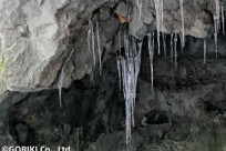 樹海ネイチャーツアー