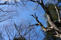樹海ネイチャーツアー