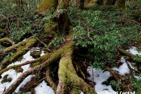 樹海ネイチャーツアー