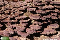 樹海ネイチャーツアー