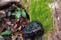 樹海ネイチャーツアー