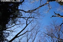 樹海ネイチャーツアー