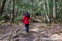 樹海ネイチャーツアー
