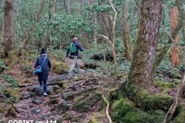 樹海ネイチャーツアー