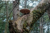 樹海ネイチャーツアー