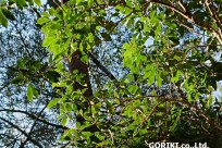 樹海ネイチャーツアー