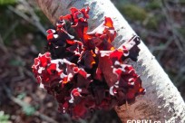 樹海ネイチャーツアー