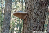 樹海ネイチャーツアー