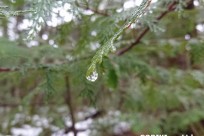 樹海ネイチャーツアー