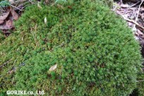 樹海ネイチャーツアー