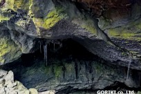 樹海ネイチャーツアー