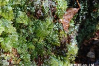 樹海ネイチャーツアー