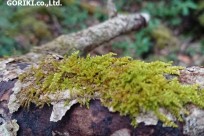 樹海ネイチャーツアー