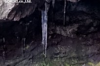 樹海ネイチャーツアー