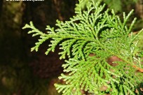 樹海ネイチャーツアー