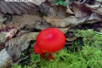 樹海ネイチャーツアー