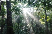 樹海ネイチャートレイル