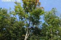 樹海ネイチャーツアー