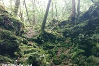 樹海ネイチャーツアー