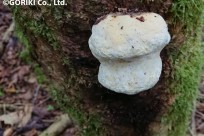 樹海ネイチャーツアー