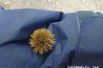 樹海ネイチャーツアー