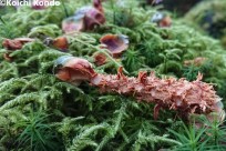 樹海ネイチャーツアー